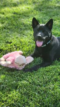 Shenzi -  Chow Chow Dog for Adoption in Sunnyvale, California - Shenzi | PetCurious