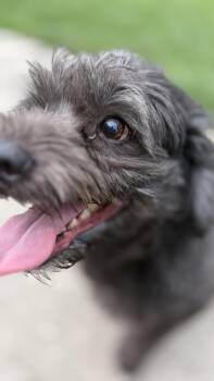 Asher -  Miniature Poodle Dog for Adoption in Wauseon, Ohio - Asher | PetCurious