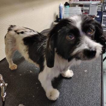 Cleopatra -  Shih Tzu and Poodle Dog for Adoption in San Jacinto, California - Cleopatra | PetCurious
