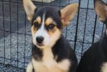 Holga -  Mixed Breed Dog Available for Adoption in West Chester, Pennsylvania - Holga | PetCurious