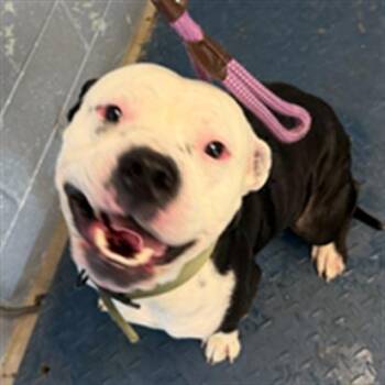 TOBIAS -  American Bulldog and Pit Bull Terrier Dog for Adoption in Woodland, California - TOBIAS | PetCurious