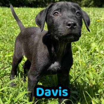 Davis -  Black Labrador Retriever and Mixed Breed Dog for Adoption in Kansas City, Missouri - Davis | PetCurious