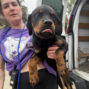 Halo Ruth -  Rottweiler Dog for Adoption in Northbrook, Illinois - Halo Ruth | PetCurious