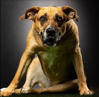 Rescue Shepherd Dogs for Adoption in Biloxi, Mississippi - Chia | PetCurious