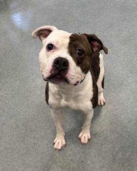 Major -  Pit Bull Terrier Dog for Adoption in Richmond, Virginia - Major | PetCurious