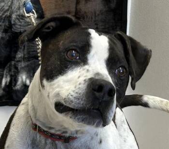 Rescue Pit Bull Terrier Dogs for Adoption in Greeley, Colorado - Zeus | PetCurious