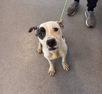 Luther -  Mixed Breed Dog for Adoption in West Chester, Pennsylvania - Luther | PetCurious