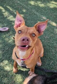 Rena -  Pit Bull Terrier and Mixed Breed Dog for Adoption in Fort Collins, Colorado - Rena | PetCurious