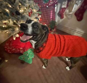 Layla -  Mountain Cur and Bull Terrier Dog for Adoption in Inez, Texas - Layla | PetCurious
