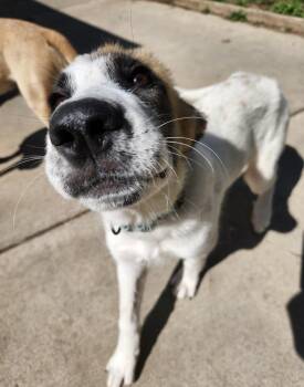 Tia -  Great Pyrenees Dog for Adoption in Cheektowaga, New York - Tia | PetCurious