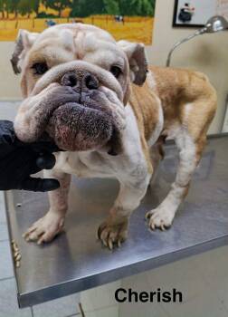 Cherish -  English Bulldog Dog for Adoption in Severance, Colorado - Cherish | PetCurious