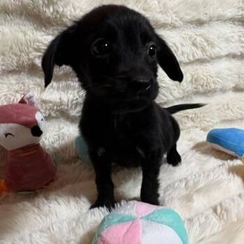 Minnie -  Labrador Retriever Dog for Adoption in Brookeville, Maryland - Minnie | PetCurious