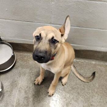 HUCK -  Belgian Shepherd Malinois and Mixed Breed Dog for Adoption - HUCK | PetCurious