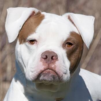 English Bulldog Dogs Available for Adoption - Maverick | PetCurious