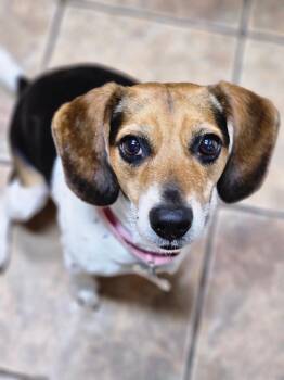 Beagle Dogs Available for Adoption in Tomball, Texas - Daisy Mae | PetCurious