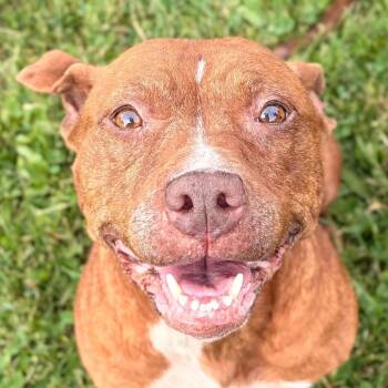 Mavis -  Pit Bull Terrier Dog for Adoption in Jefferson, Wisconsin - Mavis | PetCurious