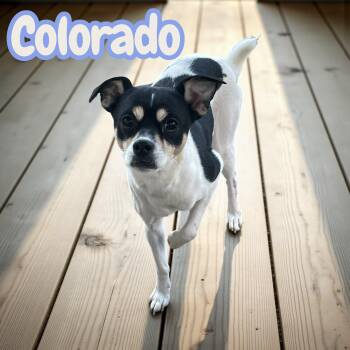 Rescue Chihuahua and Terrier Dogs for Adoption in Chuckey, Tennessee - Colorado - NJ | PetCurious