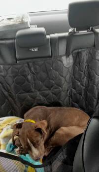 Rescue Pit Bull Terrier Dogs for Adoption in Cool, California - Willie | PetCurious