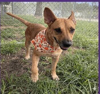 Cindy -  Shepherd Dog for Adoption in Houston, Texas - Cindy | PetCurious