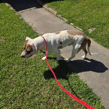 Mixed Breed Dogs Available for Adoption in Columbus, Georgia - 04/17/2026-Stray-GatesAvenue | PetCurious