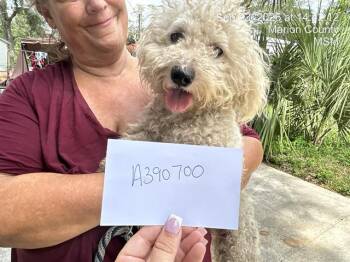 BOOBOO -  Bichon Frise Dog for Adoption in Ocala, Florida - BOOBOO | PetCurious