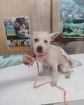West Highland White Terrier Westie and Cairn Terrier Dogs Available for Adoption - CANO | PetCurious