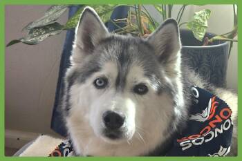Siberian Husky Dogs Available for Adoption in Amherst, Massachusetts - Dakota | PetCurious