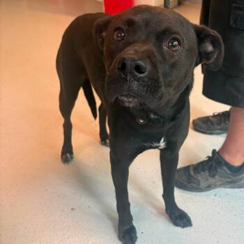 Aleta Stray Hold 7/8 -  Mixed Breed Dog for Adoption in Huntington, West Virginia - Aleta Stray Hold 7/8 | PetCurious