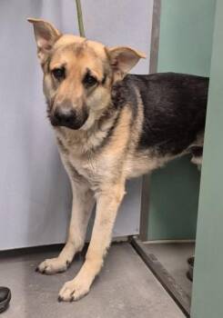 German Shepherd Dog Dogs Available for Adoption - Brady | PetCurious