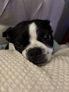 Rocky -  Boston Terrier Dog for Adoption in Jackson, Tennessee - Rocky | PetCurious