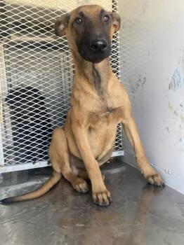 Rescue Shepherd Dogs for Adoption in Thousand Oaks, California - Leo -- URGENT!! | PetCurious