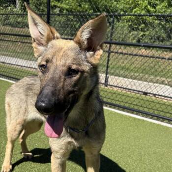 Daisy -  Shepherd Dog for Adoption in Greensboro, North Carolina - Daisy | PetCurious