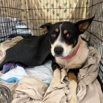 Lena -  Mixed Breed Dog for Adoption in Moab, Utah - Lena | PetCurious