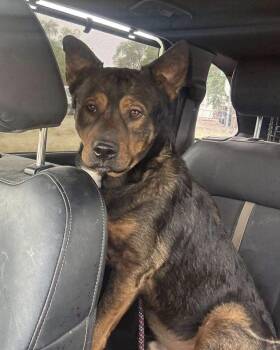 Tiger -  German Shepherd Dog Dog for Adoption in Thornton, Colorado - Tiger | PetCurious