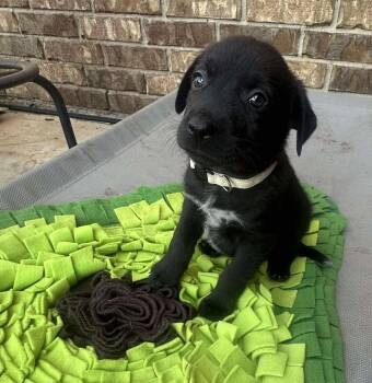 Rescue Border Collie and Labrador Retriever Dogs for Adoption in Kiowa, Oklahoma - Etta Place | PetCurious