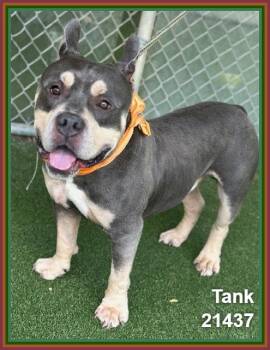 TANK -  Staffordshire Bull Terrier and American Bulldog Dog for Adoption in Marietta, Georgia - TANK | PetCurious