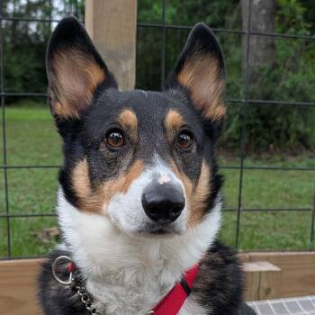 Pembroke Welsh Corgi Dogs Available for Adoption in Houston, Texas - Milo | PetCurious