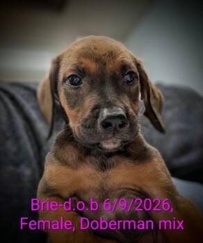 Brie -  Doberman Pinscher and Saint Bernard Dog for Adoption in Mauston, Wisconsin - Brie | PetCurious