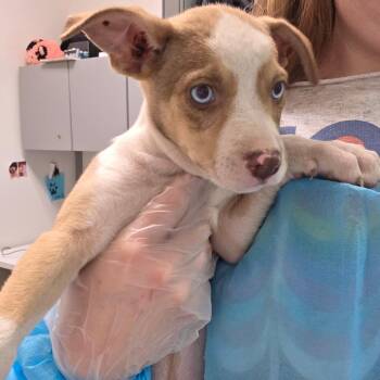 Cinnamon Roll -  Mixed Breed Dog for Adoption in Charleston, West Virginia - Cinnamon Roll | PetCurious