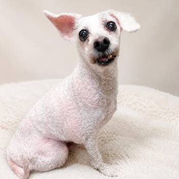 Buddy -  Poodle Dog for Adoption - Buddy | PetCurious