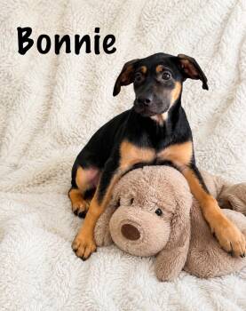 Bonnie -  Feist Dog for Adoption in Walker, Louisiana - Bonnie | PetCurious