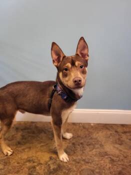 Rescue Shepherd Dogs for Adoption in Wooster, Ohio - Junior | PetCurious