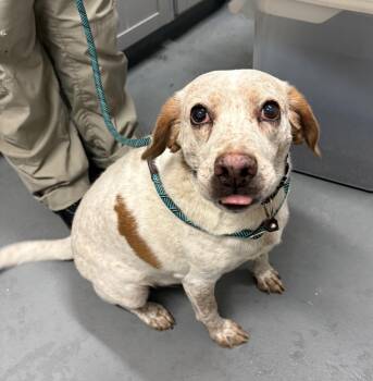 Hound Dogs Available for Adoption in Ashland, Virginia - Leonard | PetCurious