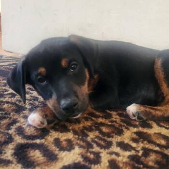 Jerry -  Labrador Retriever and Mixed Breed Dog for Adoption in Columbia, Illinois - Jerry | PetCurious