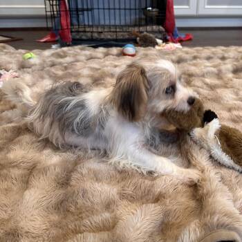 Carter -  Maltipoo and Havanese Dog for Adoption in Houston, Texas - Carter | PetCurious