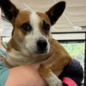 Mixed Breed Dogs Available for Adoption in Gadsden, Alabama - Aella | PetCurious