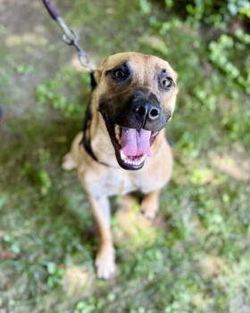 Rescue Black Mouth Cur and Pug Dogs for Adoption in Monticello, New York - Scuttle | PetCurious