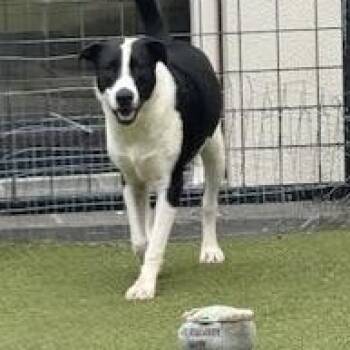 Labrador Retriever and Boxer Dogs Available for Adoption - CHARLOTTE | PetCurious