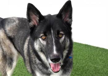 Rescue German Shepherd Dog and Siberian Husky Dogs for Adoption in Fort Lauderdale, Florida - LOBO | PetCurious