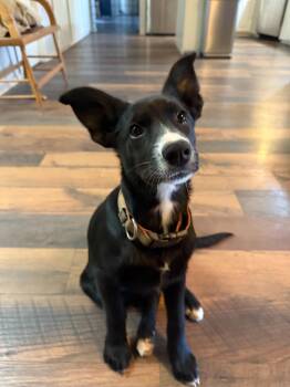 Roxy -  Border Collie Dog for Adoption in Bend, Oregon - Roxy | PetCurious